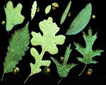 Seed Plants