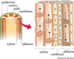 Seed Plants