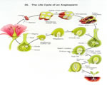 Seed Plants