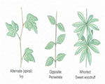 Seed Plants