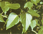 Seed Plants