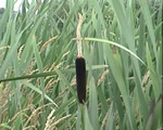 Seed Plants