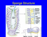 Sponges, Cnidarians and Worms
