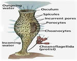 Sponges, Cnidarians and Worms