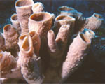 Sponges, Cnidarians and Worms