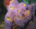 Sponges, Cnidarians and Worms