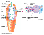Sponges, Cnidarians and Worms