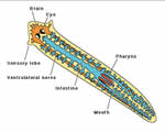 Sponges, Cnidarians and Worms