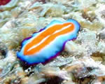 Sponges, Cnidarians and Worms