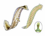 Sponges, Cnidarians and Worms