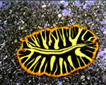Sponges, Cnidarians and Worms