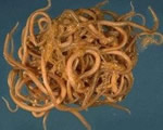 Sponges, Cnidarians and Worms