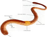 Sponges, Cnidarians and Worms