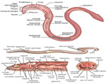 Sponges, Cnidarians and Worms