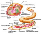 Sponges, Cnidarians and Worms