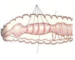 Sponges, Cnidarians and Worms