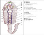 Sponges, Cnidarians and Worms