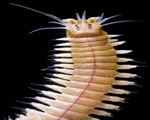 Sponges, Cnidarians and Worms