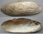 Mollusks, Arthropods and Echinoderms