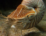 Mollusks, Arthropods and Echinoderms