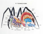 Mollusks, Arthropods and Echinoderms