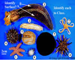 Mollusks, Arthropods and Echinoderms