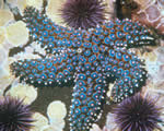 Mollusks, Arthropods and Echinoderms