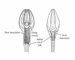 Mollusks, Arthropods and Echinoderms