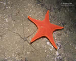 Mollusks, Arthropods and Echinoderms