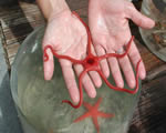 Mollusks, Arthropods and Echinoderms