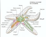 Mollusks, Arthropods and Echinoderms
