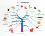 Mollusks, Arthropods and Echinoderms