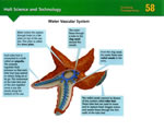 Mollusks, Arthropods and Echinoderms