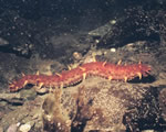 Mollusks, Arthropods and Echinoderms
