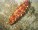 Mollusks, Arthropods and Echinoderms