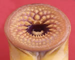 Fish, Amphibians and Reptiles