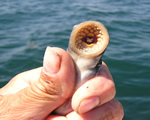 Fish, Amphibians and Reptiles
