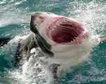 Fish, Amphibians and Reptiles