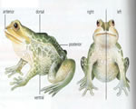 Fish, Amphibians and Reptiles