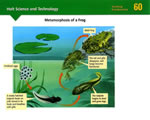 Fish, Amphibians and Reptiles