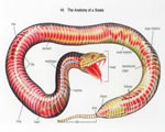 Fish, Amphibians and Reptiles