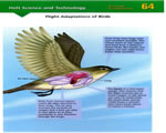 Birds and Mammals