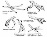 Birds and Mammals