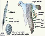 Birds and Mammals