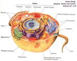 Healthy Body Systems