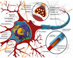 Healthy Body Systems