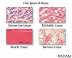 Healthy Body Systems