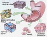 Healthy Body Systems