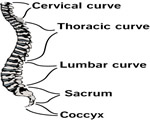 Bones, Muscles and Skin
