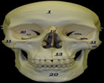 Bones, Muscles and Skin